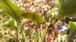 Attēlu rezultāti vaicājumam “Viola reichenbachiana leaf”