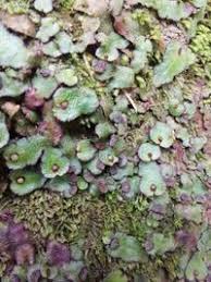 Attēlu rezultāti vaicājumam “Reboulia hemisphaerica”