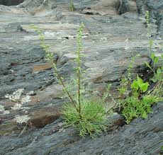 Image result for Artemisia caudata