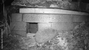 Attēlu rezultāti vaicājumam “Erinaceus sp.”