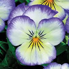 Image result for Viola cornuta