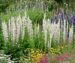Attēlu rezultāti vaicājumam “Verbascum nigrum flower”