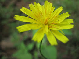 Attēlu rezultāti vaicājumam “Hypochaeris radicata”