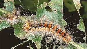 Attēlu rezultāti vaicājumam “Lymantria dispar larva”