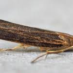 Attēlu rezultāti vaicājumam “Pediasia contaminella”