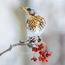 Attēlu rezultāti vaicājumam “Turdus pilaris”