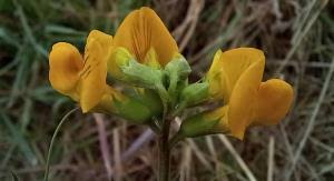 Attēlu rezultāti vaicājumam “Lathyrus pratensis fruit”