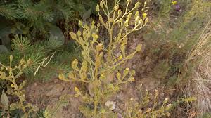 Attēlu rezultāti vaicājumam “Senecio viscosus leaf”