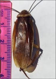 Image result for periplaneta americana