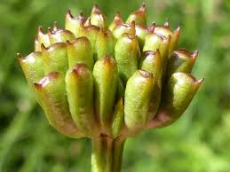 Attēlu rezultāti vaicājumam “Trollius europaeus bud”