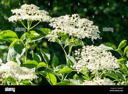 Attēlu rezultāti vaicājumam “Adoxaceae”