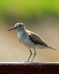 Attēlu rezultāti vaicājumam “Actitis hypoleucos adult”