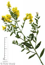 Image result for Genista tinctoria