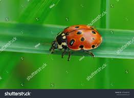 Attēlu rezultāti vaicājumam “Anatis ocellata”