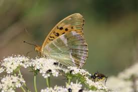 Attēlu rezultāti vaicājumam “Argynnis paphia female”