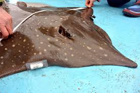 Image result for Dipturus intermedius