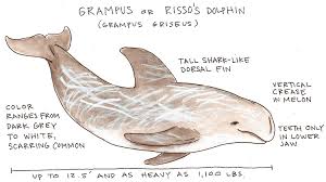Image result for Grampus griseus