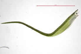 Attēlu rezultāti vaicājumam “Distichium capillaceum”