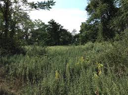 Image result for ninetree hill bristol