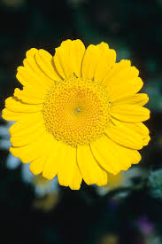 Attēlu rezultāti vaicājumam “Anthemis tinctoria flower”