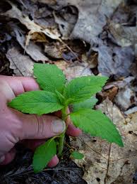 Attēlu rezultāti vaicājumam “Galeopsis tetrahit leaf”