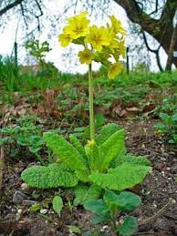 Attēlu rezultāti vaicājumam “Primula veris leaf”