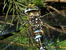 Attēlu rezultāti vaicājumam “Aeshna juncea male”