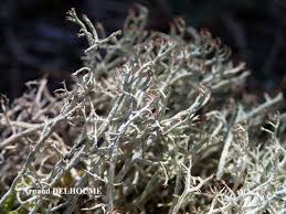 Attēlu rezultāti vaicājumam “Cladonia ciliata”