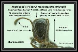 Attēlu rezultāti vaicājumam “Licea minima macro”