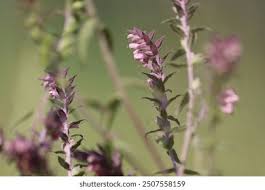 Attēlu rezultāti vaicājumam “Odontites vulgaris fruit”