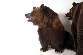 Attēlu rezultāti vaicājumam “Ursus arctos”