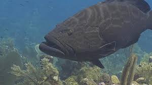 Image result for Mycteroperca bonaci