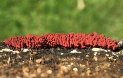 Attēlu rezultāti vaicājumam “Arcyria incarnata calyculus”