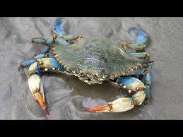 Image result for Callinectes sapidus