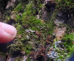 Attēlu rezultāti vaicājumam “Hemitrichia sordivesiculosa spores”