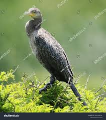 Attēlu rezultāti vaicājumam “Phalacrocorax carbo adult”