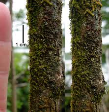 Attēlu rezultāti vaicājumam “Metzgeria violacea”