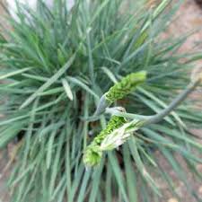 Attēlu rezultāti vaicājumam “Koeleria glauca leaf”