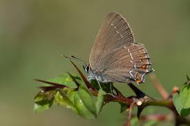 Attēlu rezultāti vaicājumam “Satyrium ilicis underside”