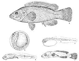 Image result for Tautogolabrus adspersus
