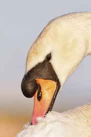 Attēlu rezultāti vaicājumam “Cygnus olor adult”