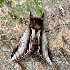 Attēlu rezultāti vaicājumam “Pheosia gnoma male”