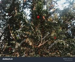 Attēlu rezultāti vaicājumam “Taxus wallichiana”