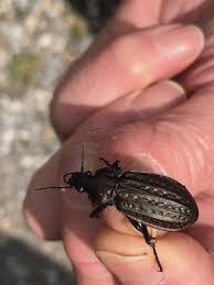 Attēlu rezultāti vaicājumam “Carabus clathratus”