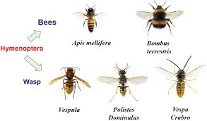 Attēlu rezultāti vaicājumam “Hymenoptera”