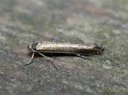 Attēlu rezultāti vaicājumam “Lyonetia clerkella”