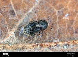 Attēlu rezultāti vaicājumam “Tomicus minor”