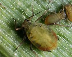 Attēlu rezultāti vaicājumam “Rhopalosiphum oxyacanthae”