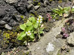 Attēlu rezultāti vaicājumam “Erophila verna flower”