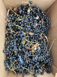 Attēlu rezultāti vaicājumam “Phellodendron amurense fruit”